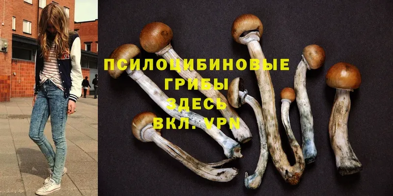 хочу наркоту  Серов  Псилоцибиновые грибы Cubensis 